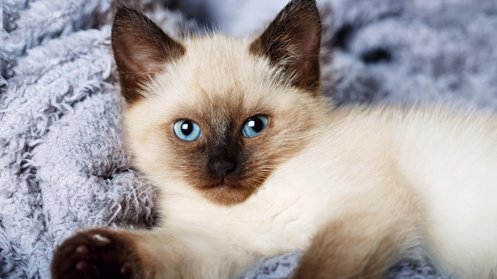 Living Environment Adaptability icon