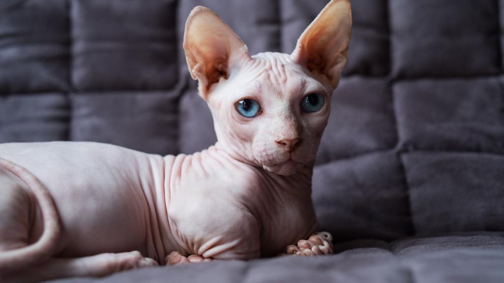 Temperament & Behavior icon