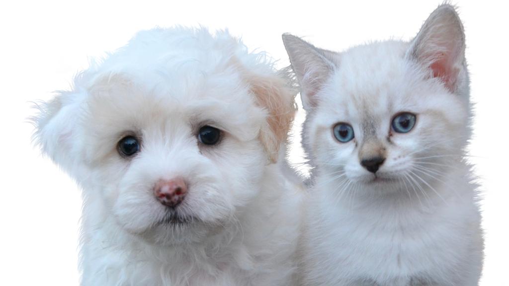 Life Stage Considerations icon