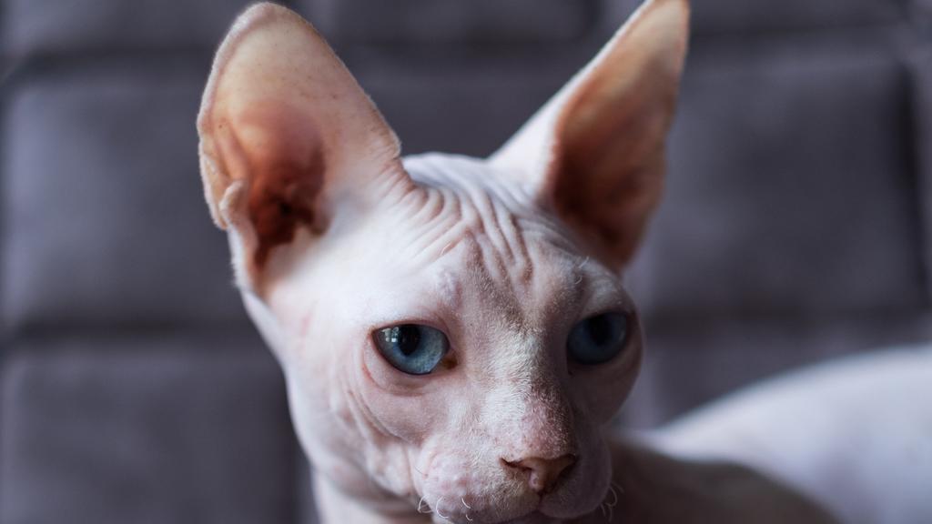 Adoption vs. Breeder Considerations icon