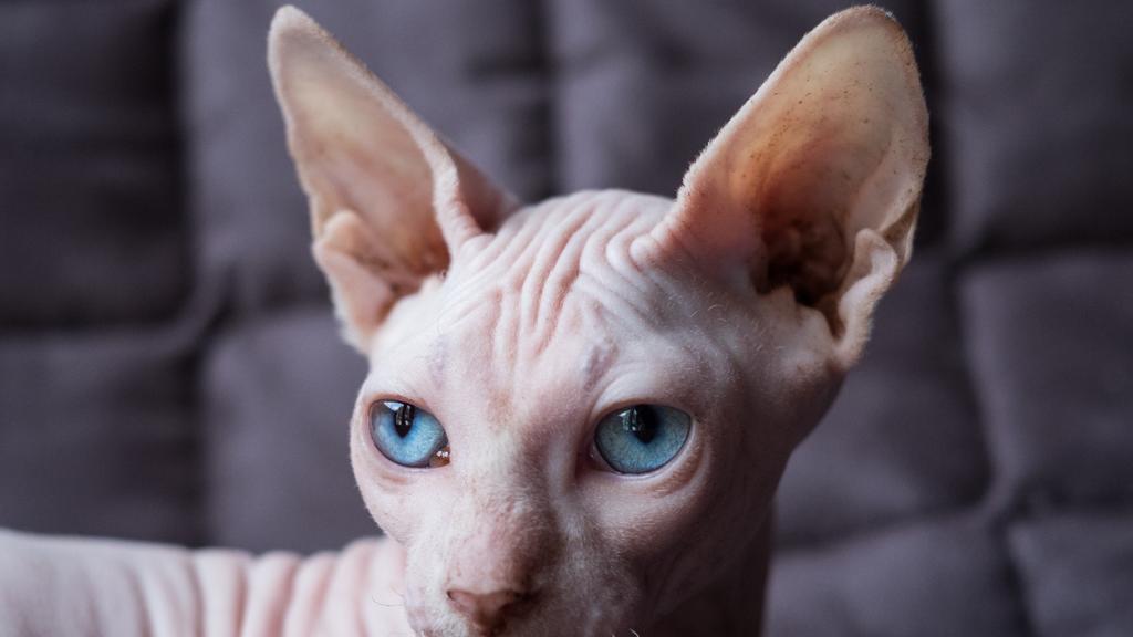 Exercise & Activity Needs icon