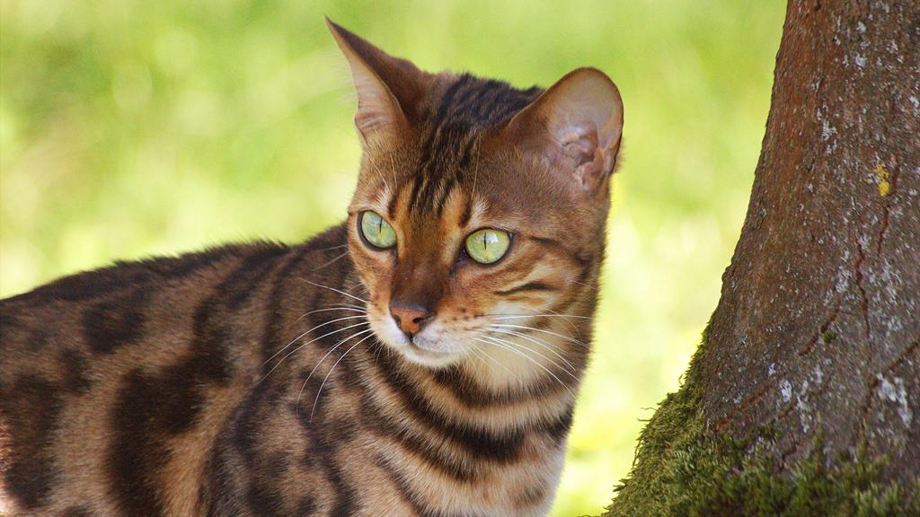 Exercise & Activity Needs icon