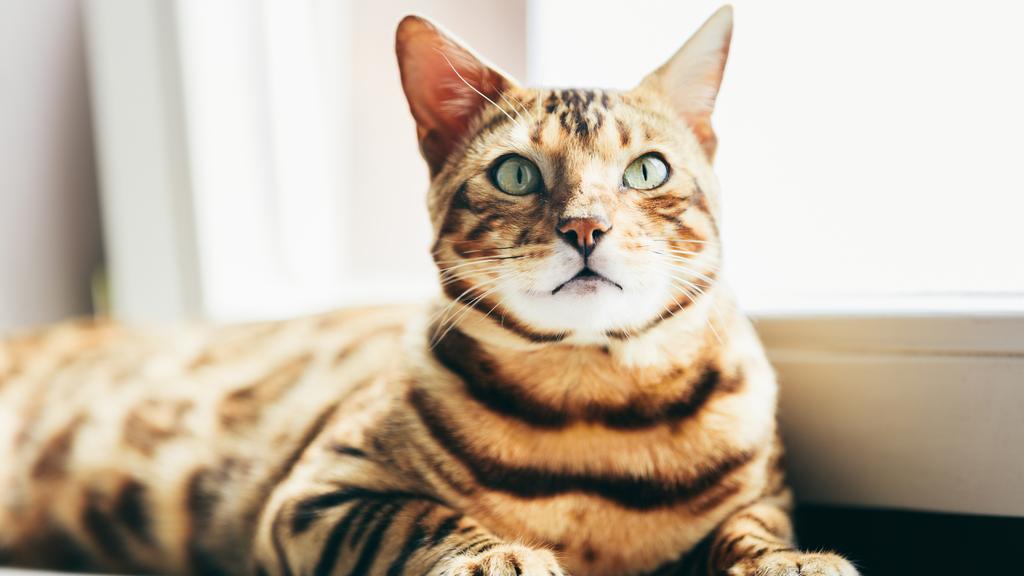 Adoption vs. Breeder Considerations icon