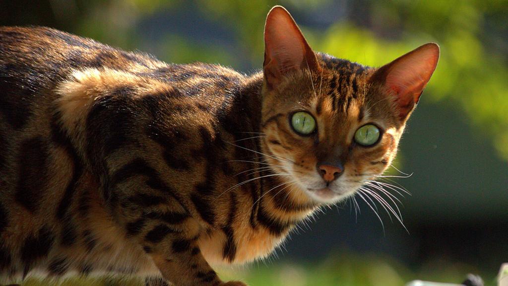 Temperament & Behavior icon