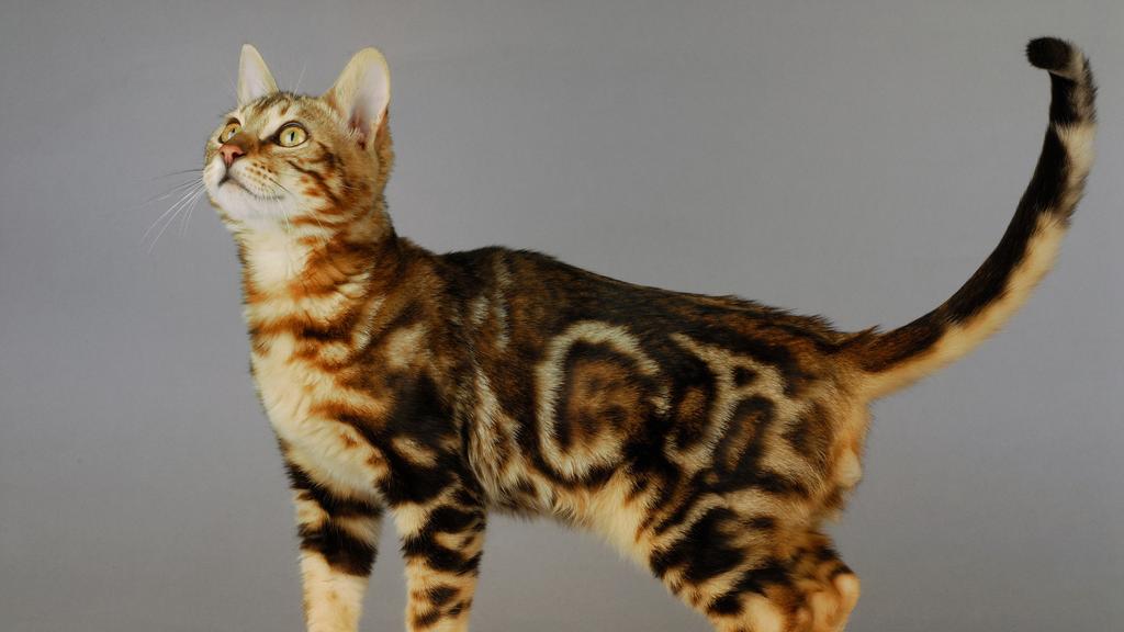Bengal