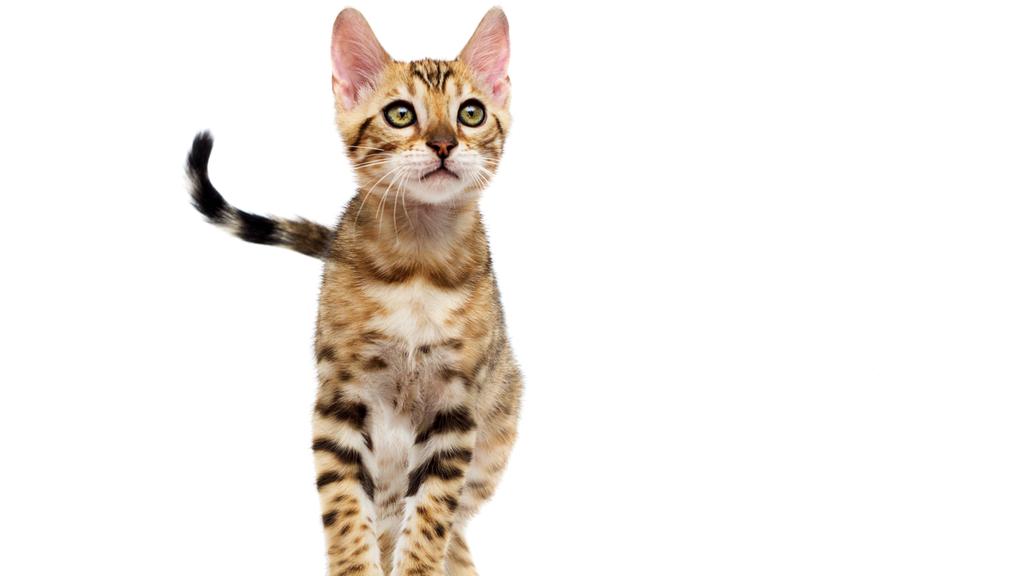 Suitability for First-Time vs. Experienced Owners icon