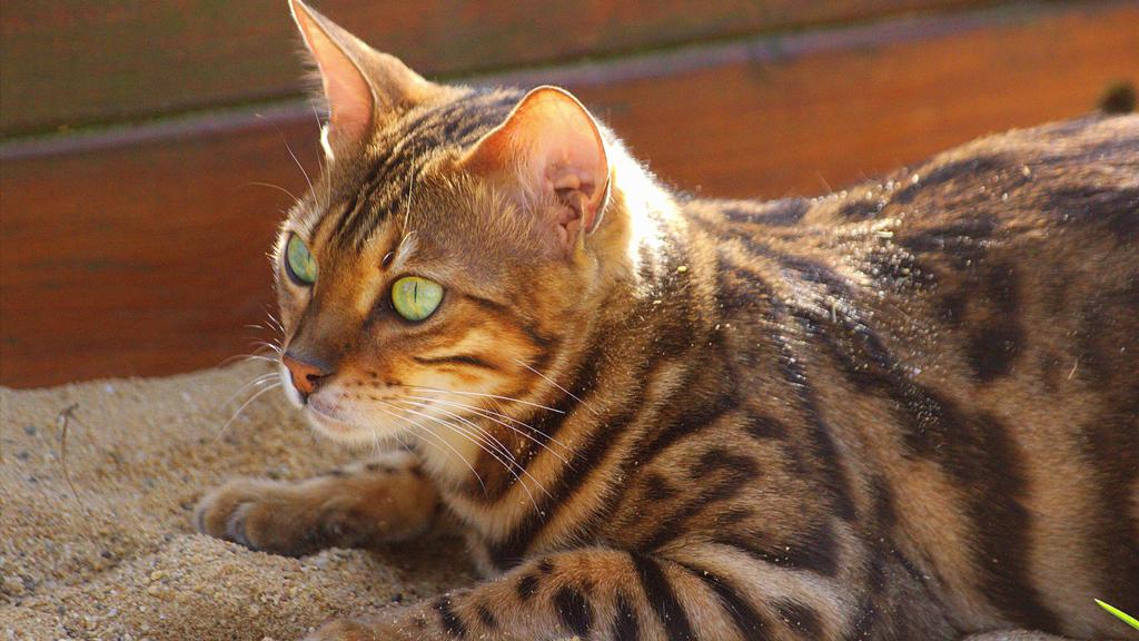 Living Environment Adaptability icon