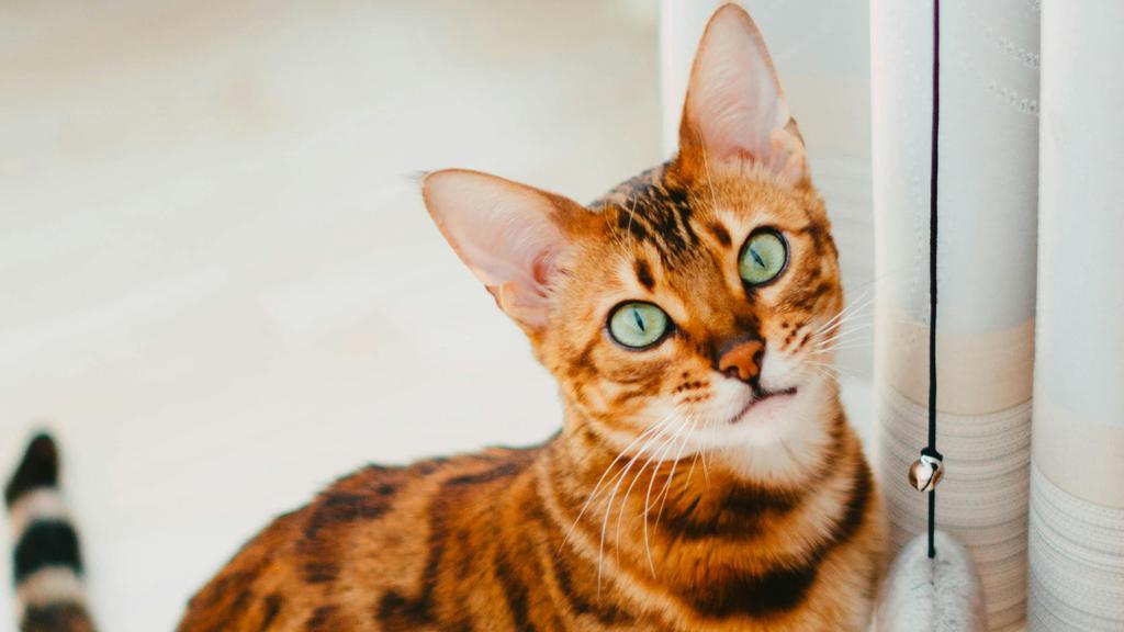 Bengal