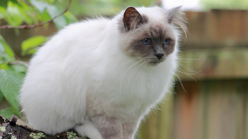 Birman