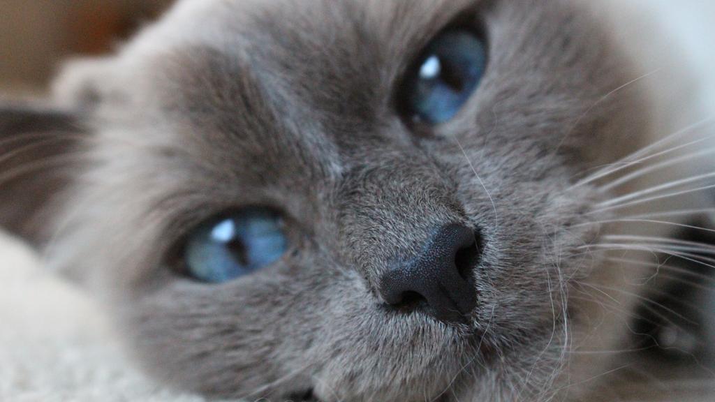 Life Stage Considerations icon