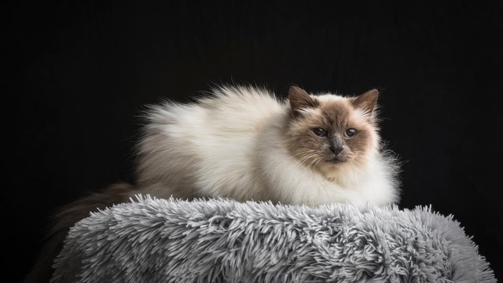 Birman
