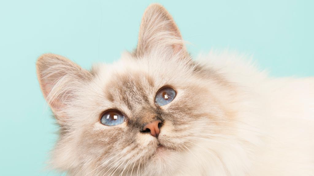 Living Environment Adaptability icon