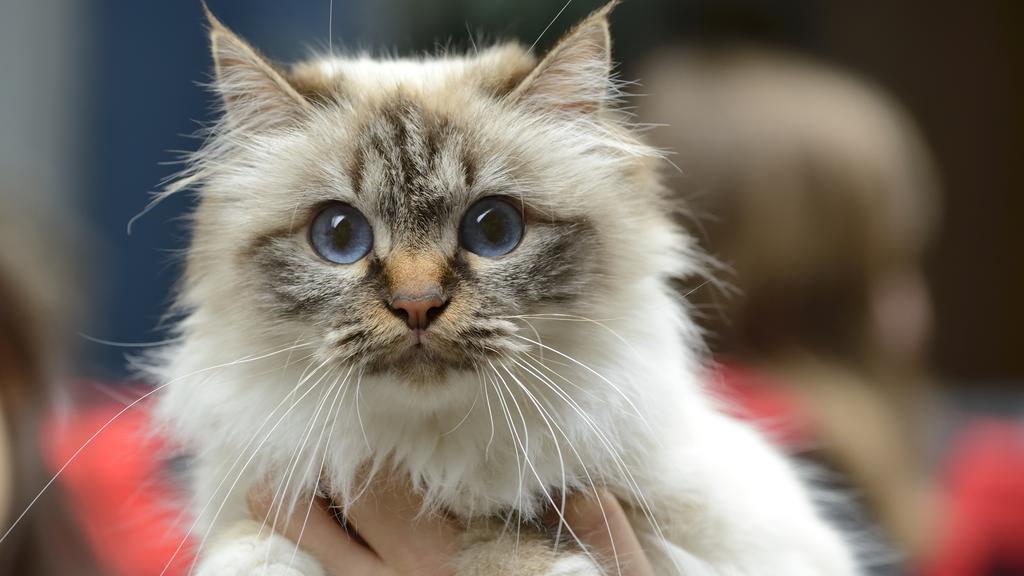 Exercise & Activity Needs icon