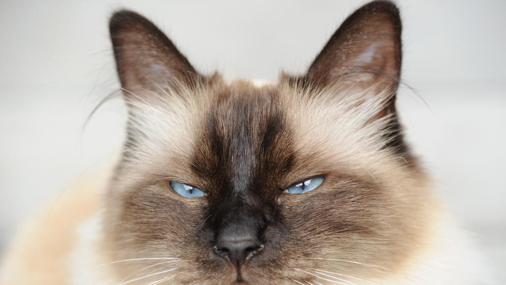 Birman