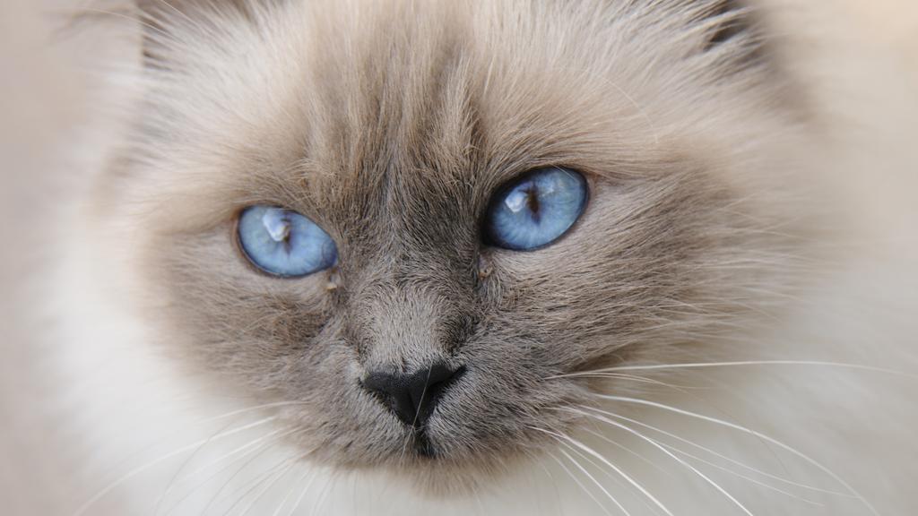 Birman