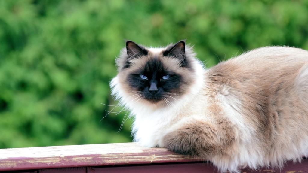 Birman