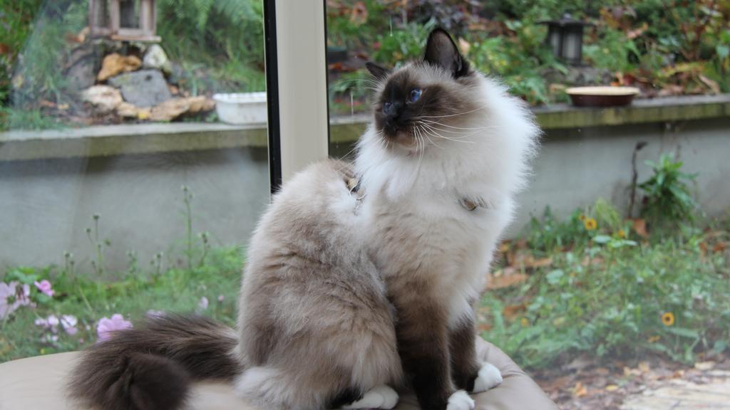 Birman