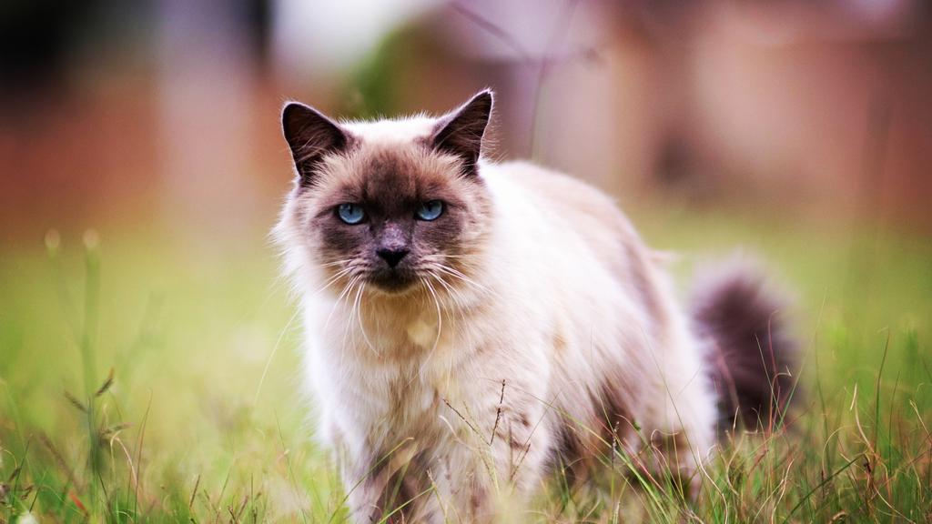 Basic Information icon