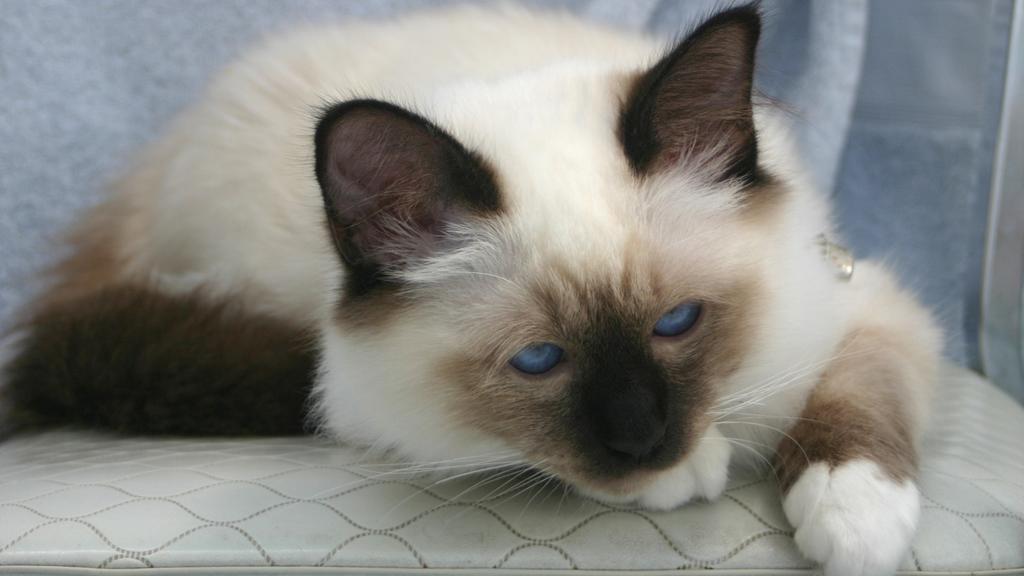 Birman