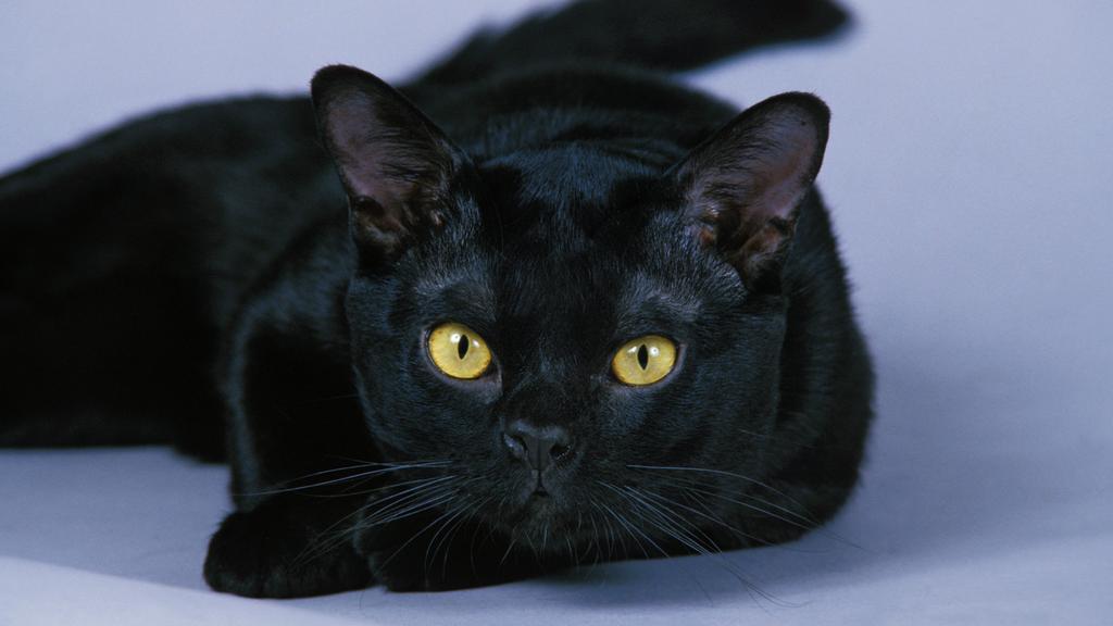 Exercise & Activity Needs icon