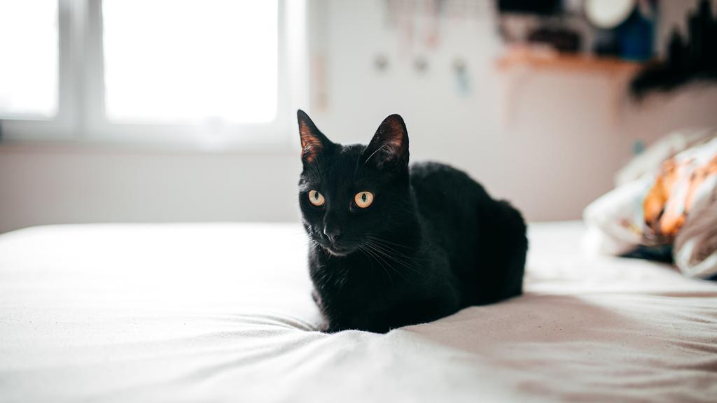 Life Stage Considerations icon