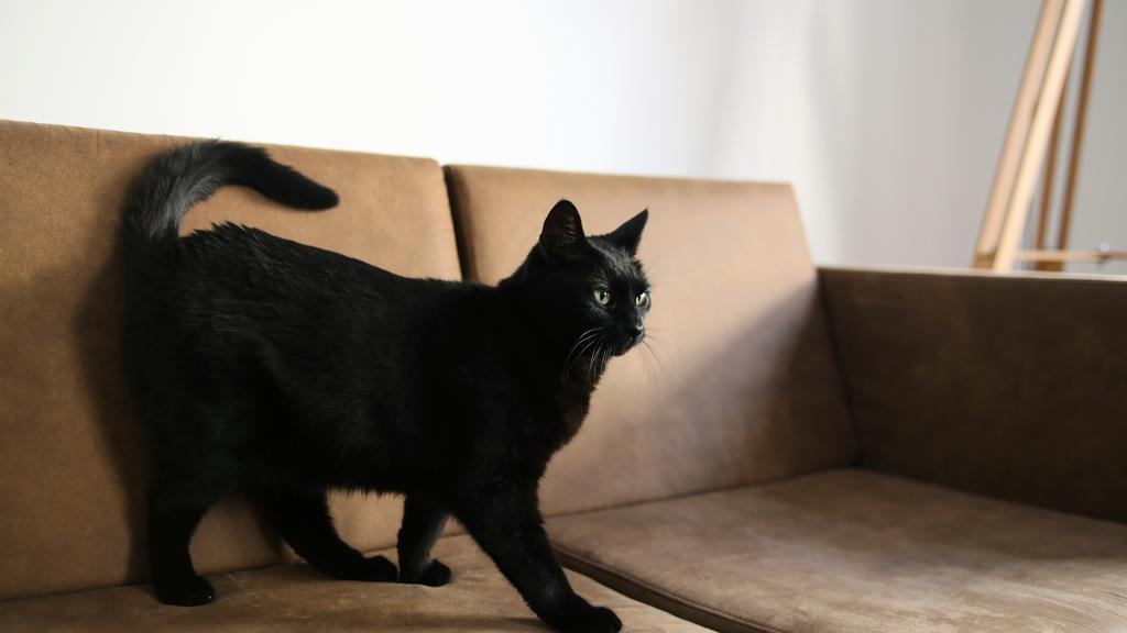 Suitability for First-Time vs. Experienced Owners icon