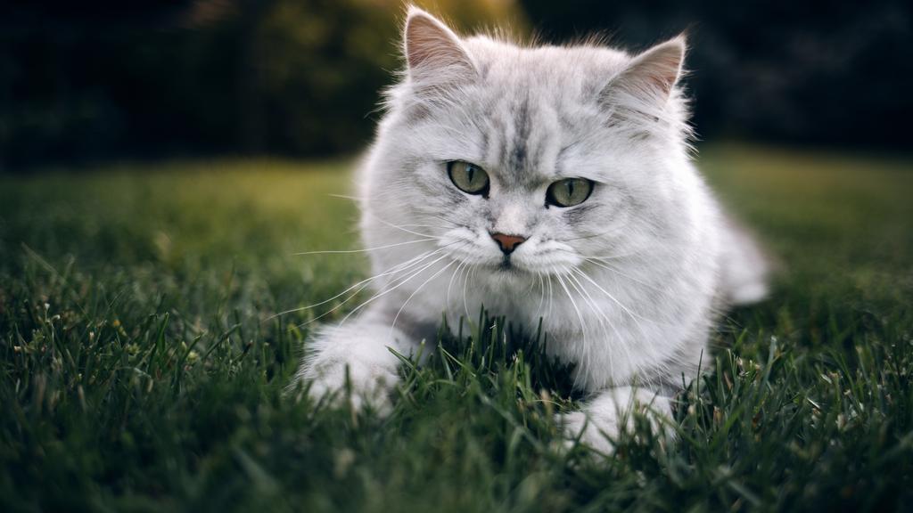 Life Stage Considerations icon