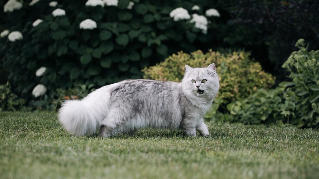 Exercise & Activity Needs icon