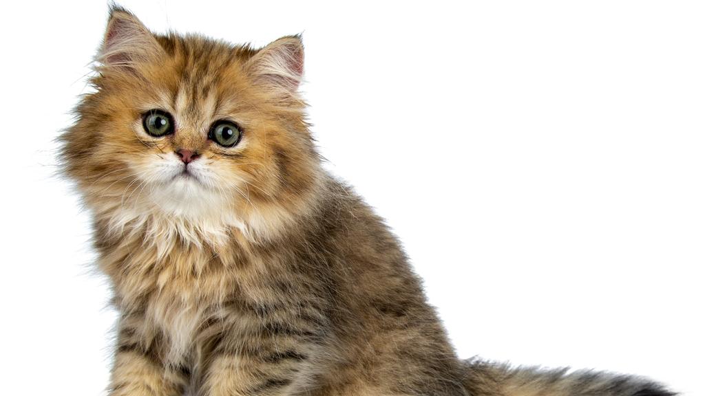 Financial Considerations icon