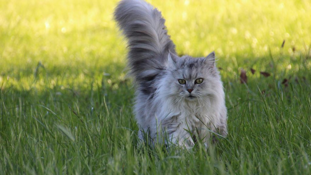British Longhair
