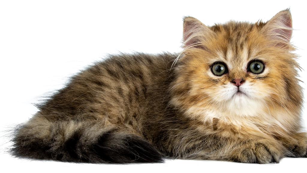 Adoption vs. Breeder Considerations icon