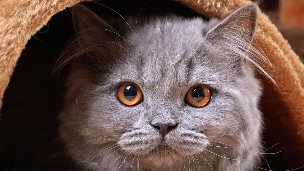 Suitability for First-Time vs. Experienced Owners icon