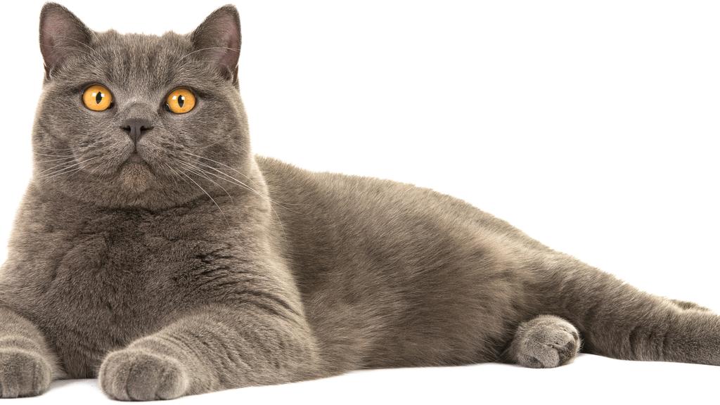 Life Stage Considerations icon