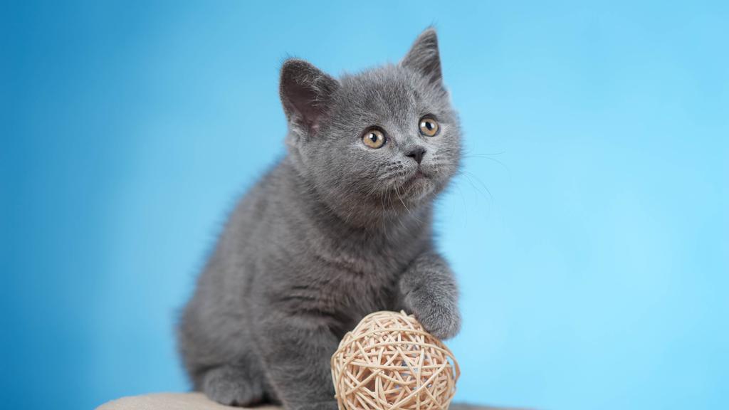 Exercise & Activity Needs icon