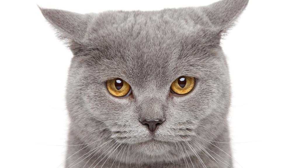 Long-Term Commitment & Special Considerations icon