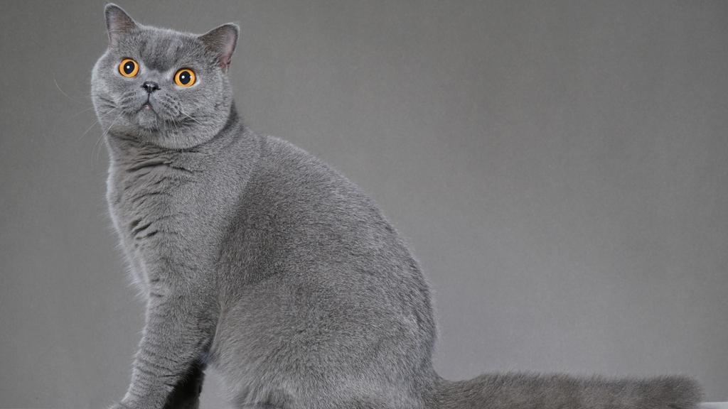 British Shorthair