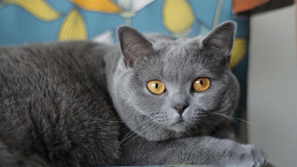 British Shorthair