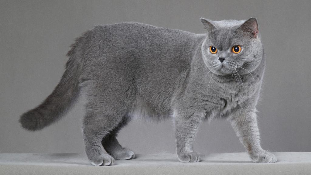British Shorthair