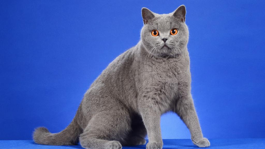 British Shorthair