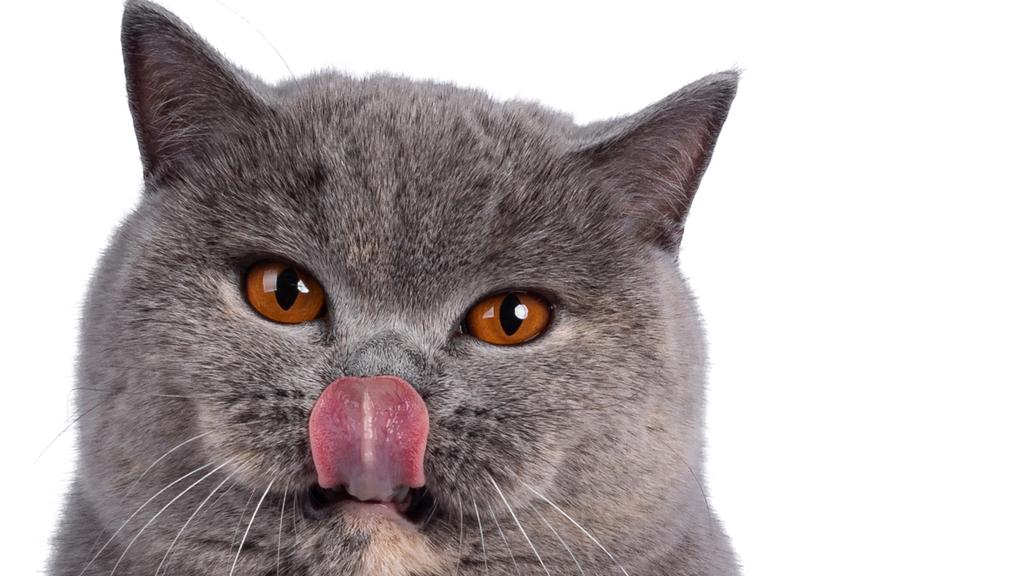 Suitability for First-Time vs. Experienced Owners icon