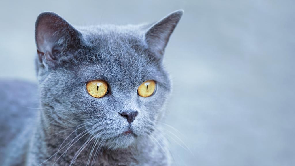 British Shorthair