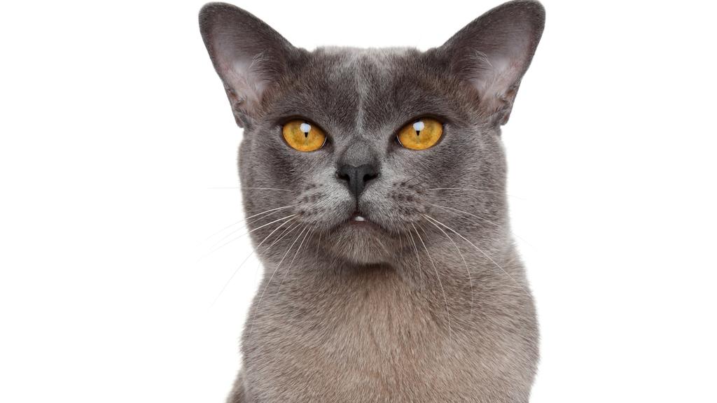 Living Environment Adaptability icon