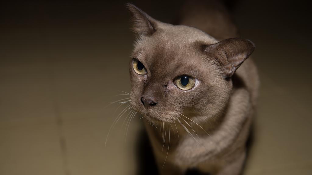 Suitability for First-Time vs. Experienced Owners icon