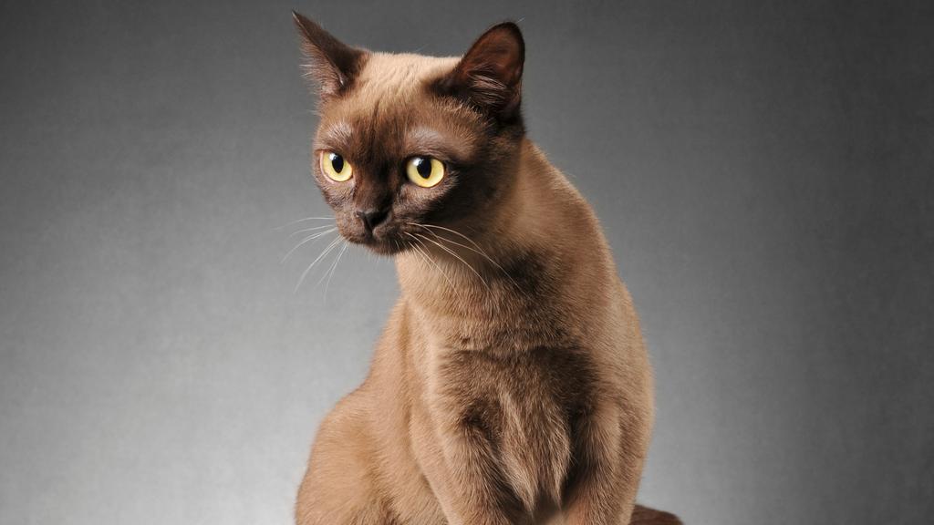 Long-Term Commitment & Special Considerations icon