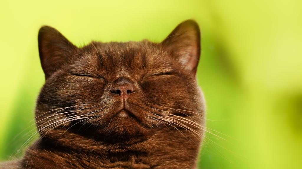 Basic Information icon