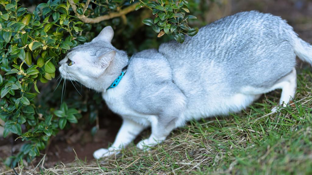 Grooming & Health icon