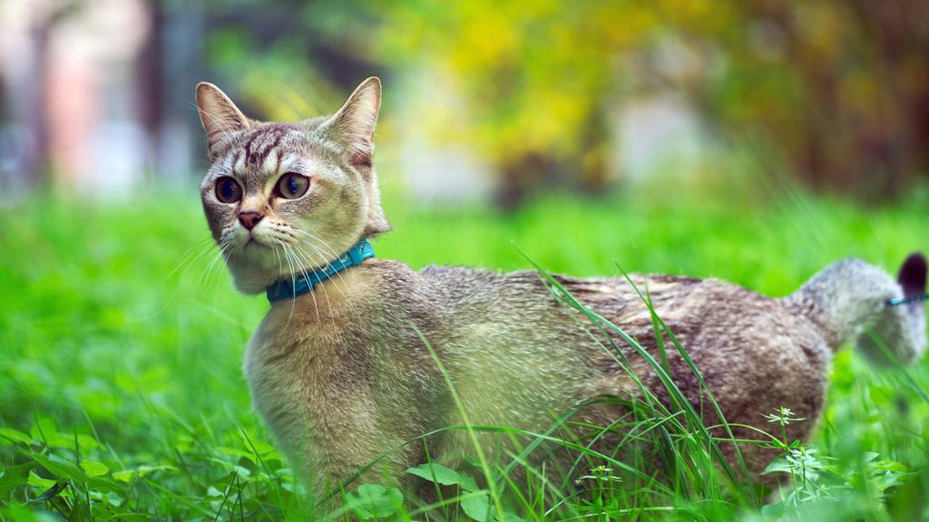 Financial Considerations icon