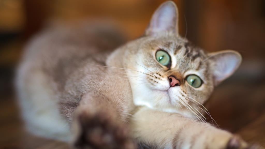 Temperament & Behavior icon