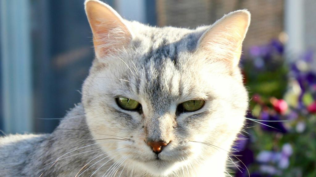 Exercise & Activity Needs icon