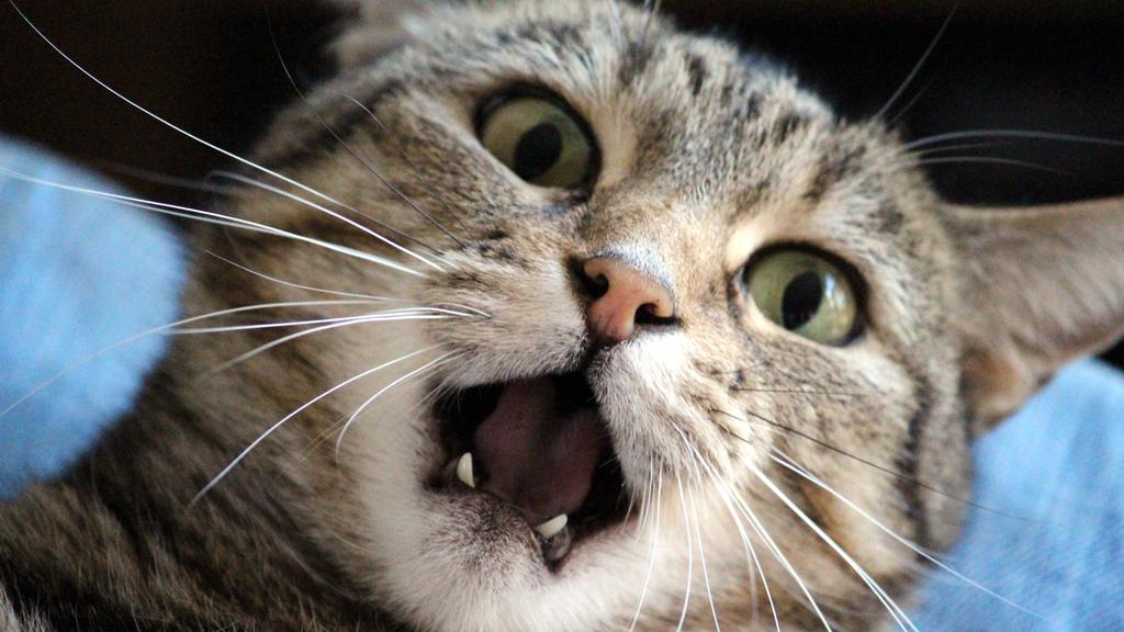 Grooming & Health icon